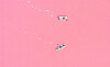 Lake Retba i Senegal är helt rosa. Foto: IBL