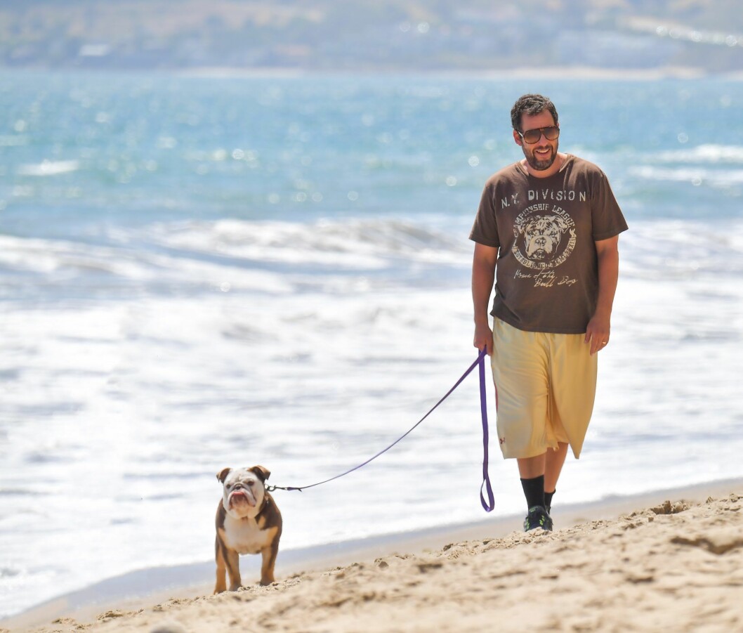 En dag på stranden för Adam Sandler och Meatball. adam sandler med hund