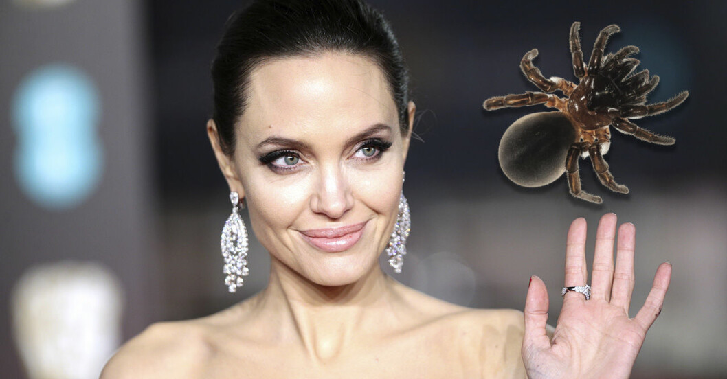angelina jolie och spindel