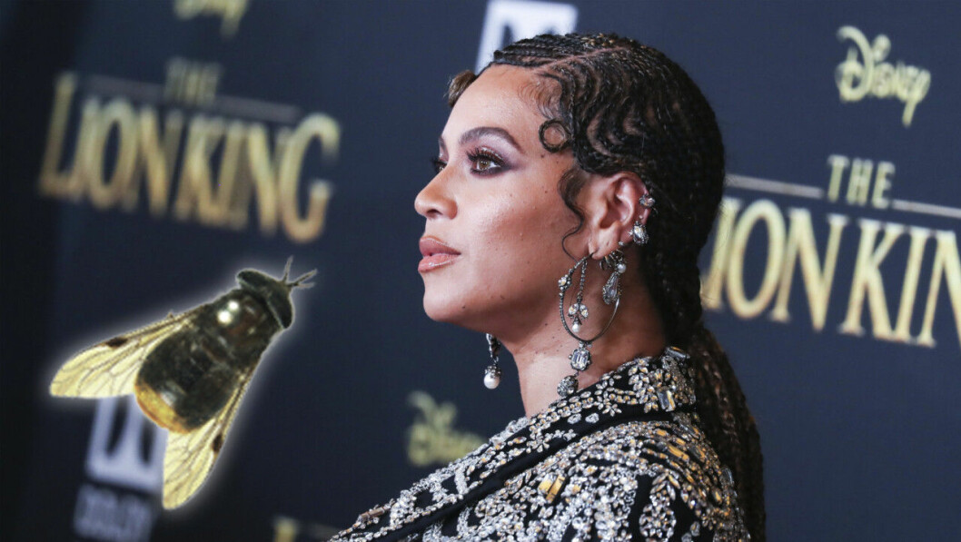 beyonce och insekt