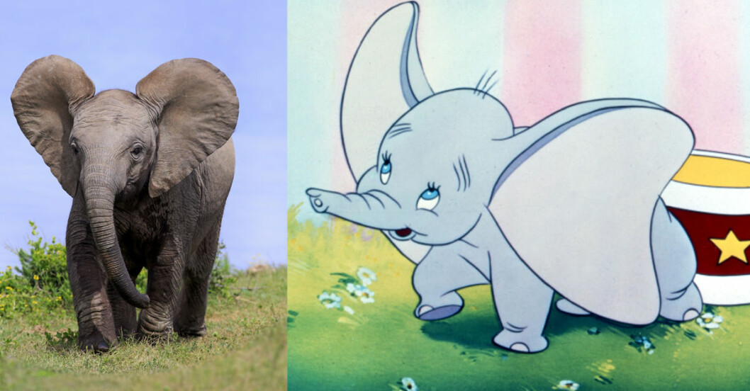 Dumbo blir ny Disneyfilm (med riktiga bebis-elefanter!)
