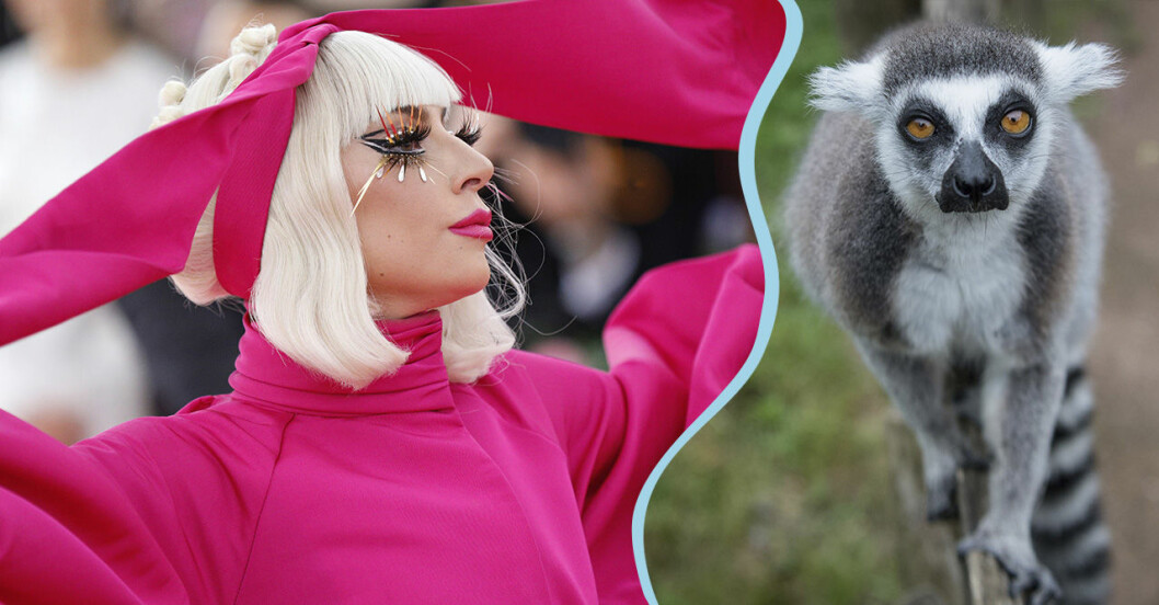 Lady Gaga och lemur