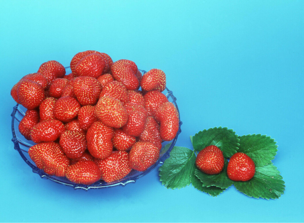 STRAWBERRIES - in bowl