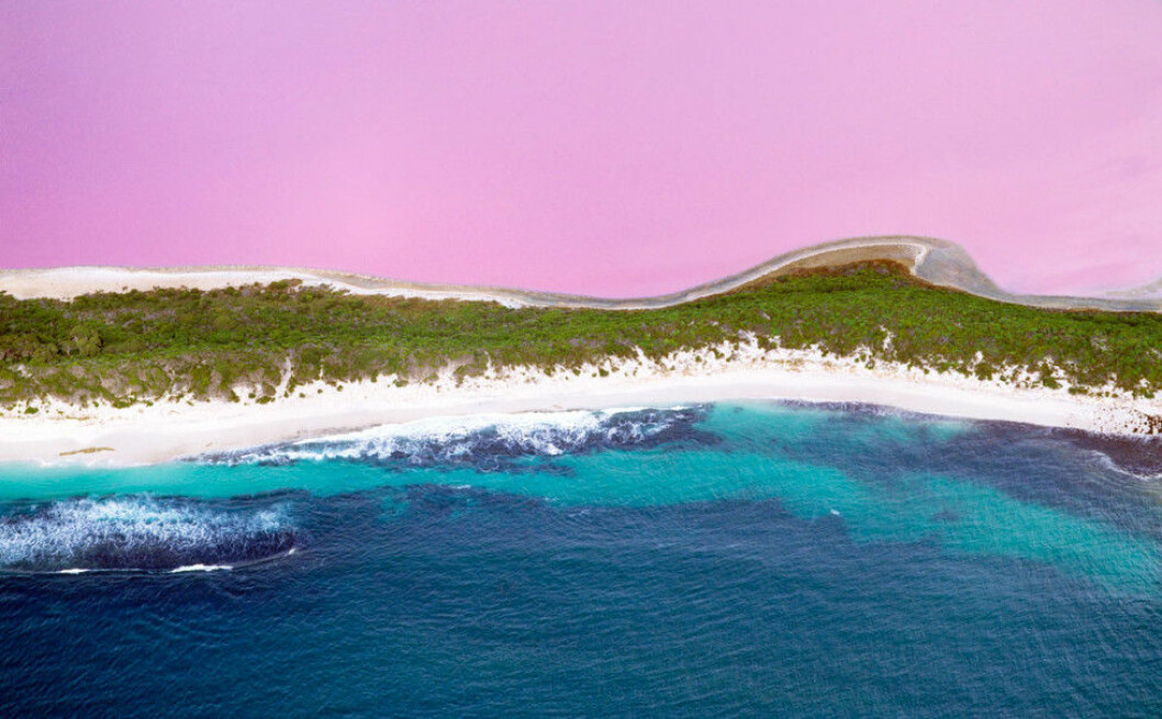 I Lake Hillier i Australien har rosa vatten. Foto: IBL Lake-Hillier-Australien