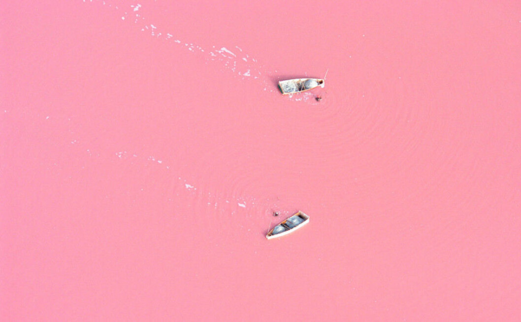 Lake Retba i Senegal är helt rosa. Foto: IBL Lake-retba-senegal