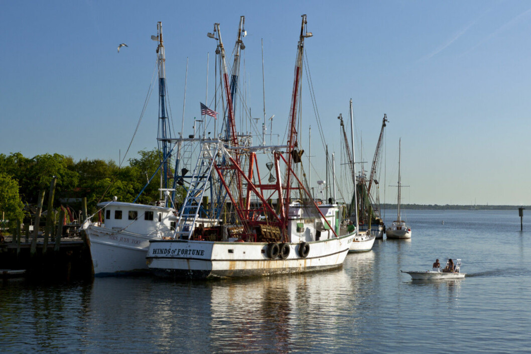 Båtar som precis varit ute och fångat räkor lägger till vid fiskehamnen. Båtar som ligger i vattnet