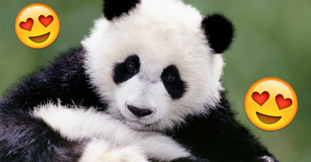 pandor inte utrotningshotade