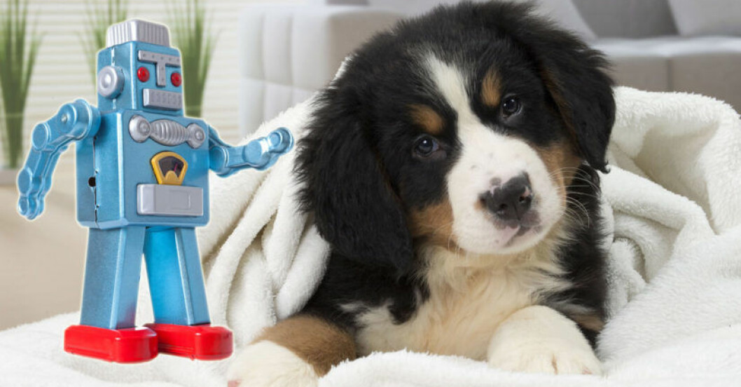 robot-hund-forsta