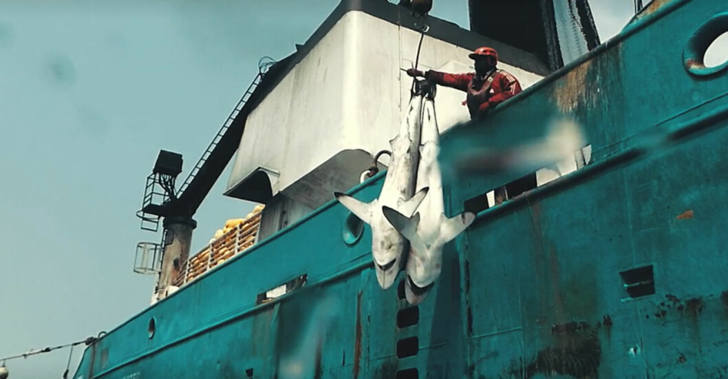 Hajar hotas av utrotning. Seaspiracy